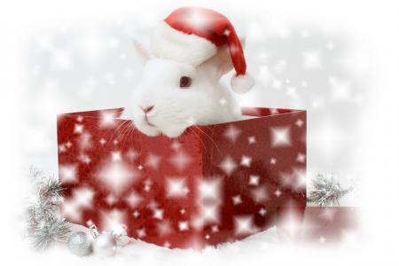 新，一年，礼物，白色，兔子