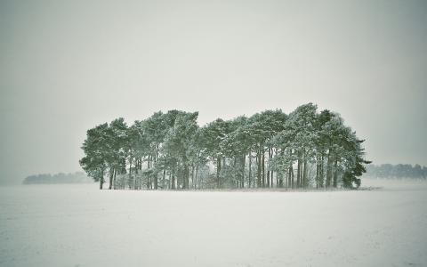 暴风雪，雪，冬天，森林，树木