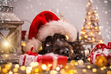狗，装饰，可爱，圣诞节，圣诞老人的帽子，圣诞树，搞笑，2018，圣诞快乐，符号2018，新年，圣诞节，狗
