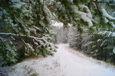 冬天，雪，分支，树木