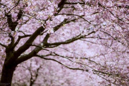 树，分支机构，鲜花，盛开，粉红色，春天