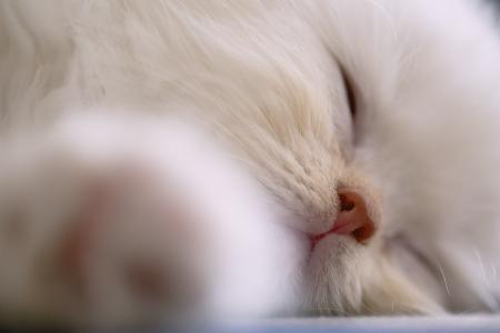 猫，猫，白色，枪口，鼻子，睡着了