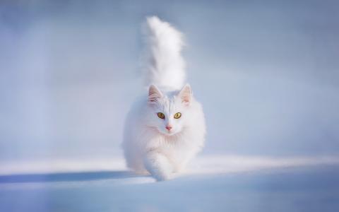 猫，尾巴，黄色的眼睛，雪，白，毛茸茸的，动物