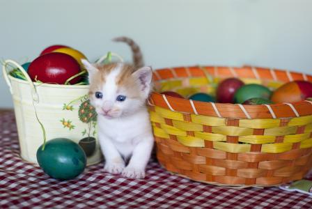 小猫，鸡蛋，krashenki，复活节