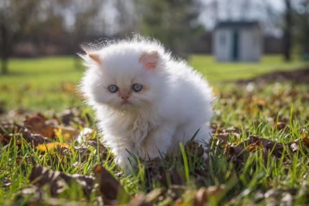 小猫，白色，毛茸茸的，走路