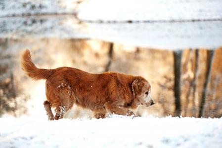 冬天，猎犬，狗，金色