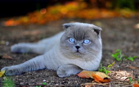 猫，猫，垂耳，宏观，蓝眼睛