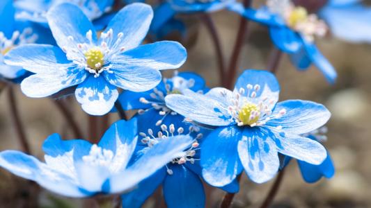蓝色的花朵，花瓣