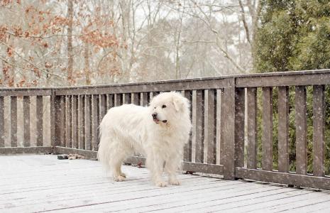 雪，狗，冬天，白，篱笆