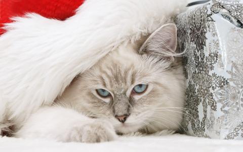 猫，圣诞老人