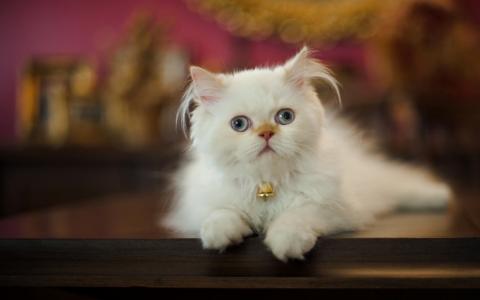 白色，小猫，蓝色，眼睛，钟