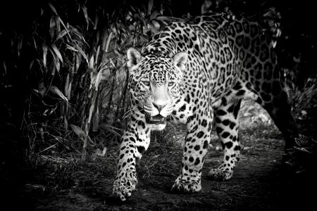 捷豹，野猫，捕食者，枪口，黑色和白色