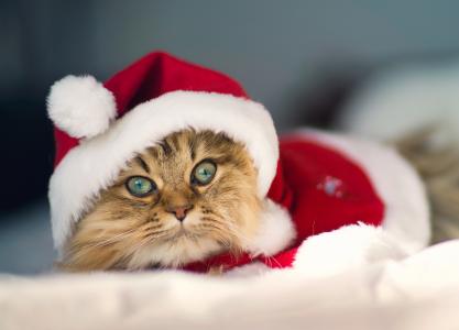 黛西，本杰明托德，圣诞节猫，кошка