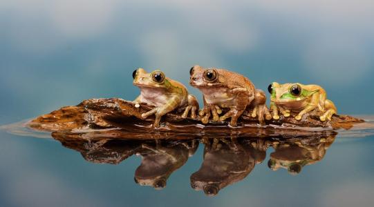 青蛙，三重奏，三位一体，水，反射