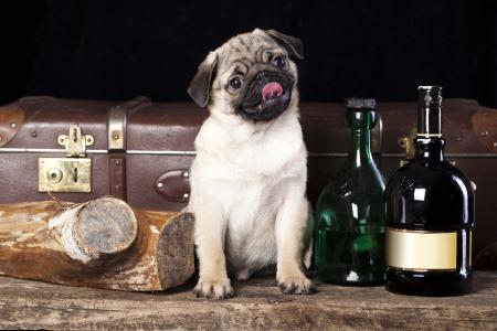日志，帕格，手提箱，狗，瓶子