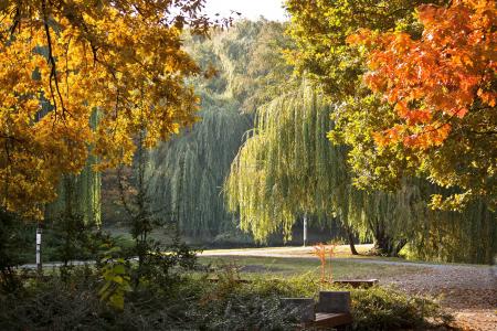 公园，匈牙利，秋季，景观