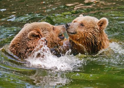 熊，沐浴，水