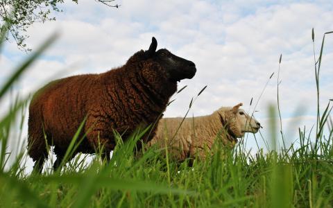 羊，羊毛