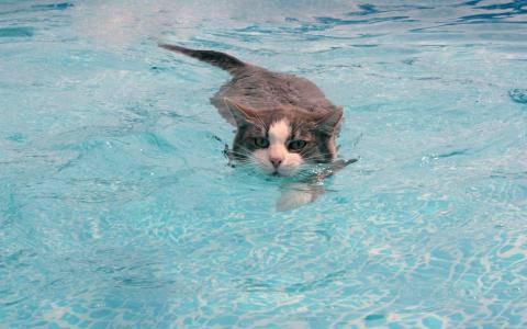 猫，水，游泳