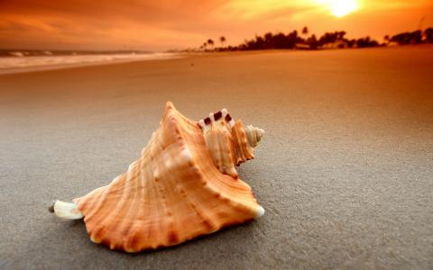 壳，沙子，日落