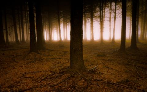 森林，松树，雾，光