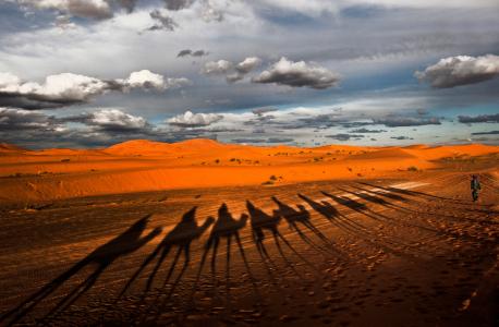 大篷车，阴影，沙漠，骆驼