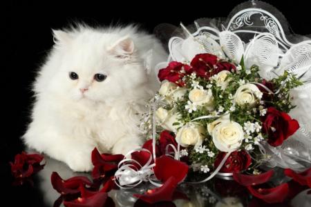 白色，毛茸茸，猫，花束，玫瑰