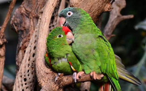 两个，绿色，鹦鹉，爱情鸟
