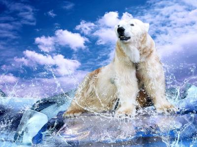 北极熊，熊，浮冰，冰，喷雾，云