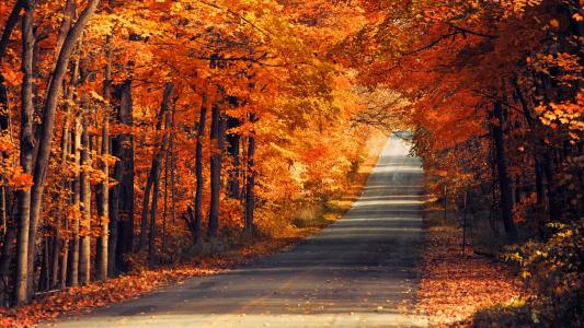 秋天的树叶，道路，树木，景观