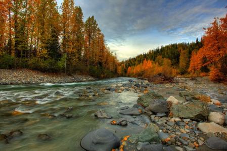 秋天，阿拉斯加，森林，河流，石头，流