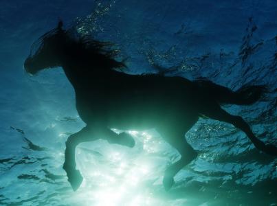 马，马，水，游泳