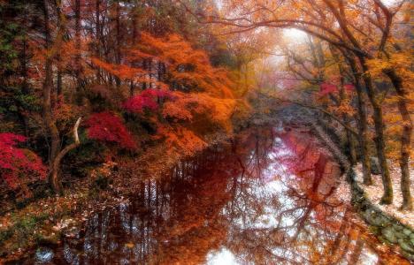 秋天，树木，运河，日本