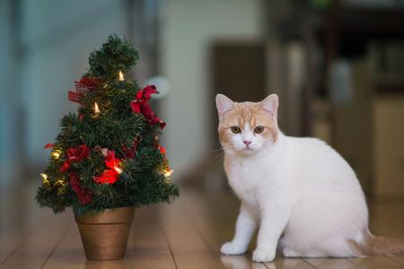 猫，汉娜，本杰明托罗德，圣诞树