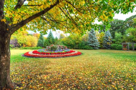 秋天，树木，公园，花坛，景观