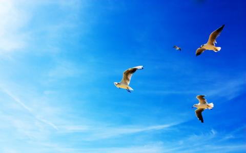 海鸥，蓝色的天空