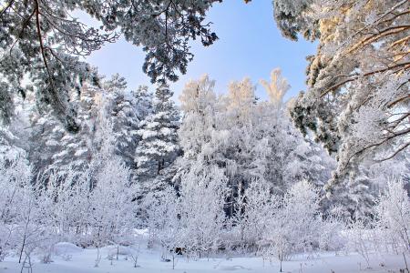季节，冬季，雪树，大自然壁纸，эима