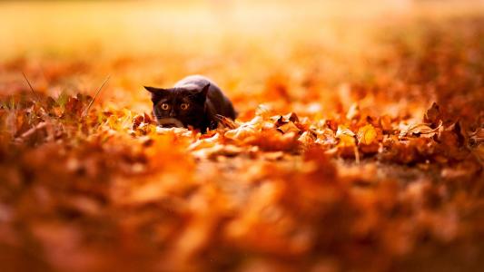 黑猫，秋天，叶子