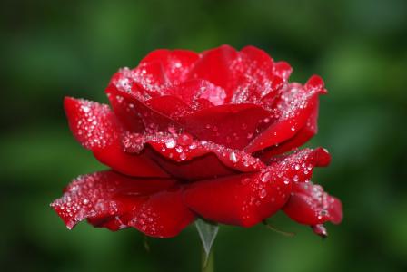 花，玫瑰，露水，滴，红色