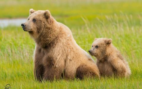 克拉克湖国家公园，阿拉斯加，阿拉斯加，熊，熊，小熊，幼仔，草