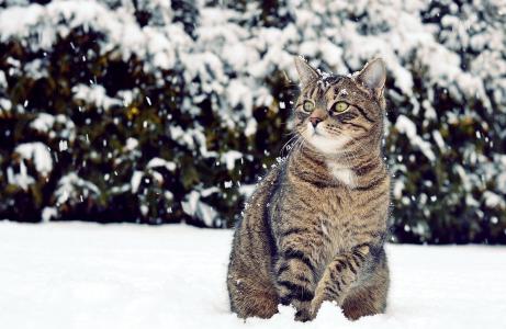 看起来，猫，雪，冬天，看