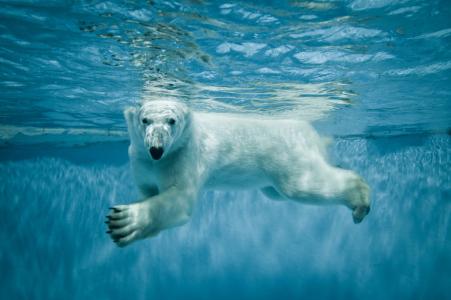 北极熊，熊，水，水下，游泳者