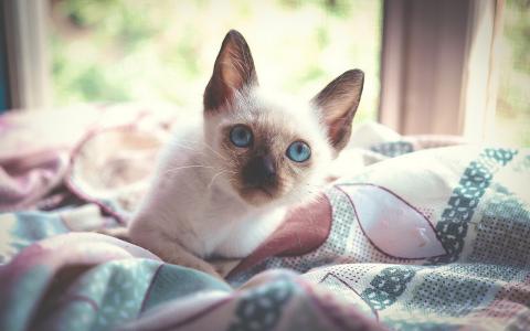 小猫，蓝色的眼睛，看