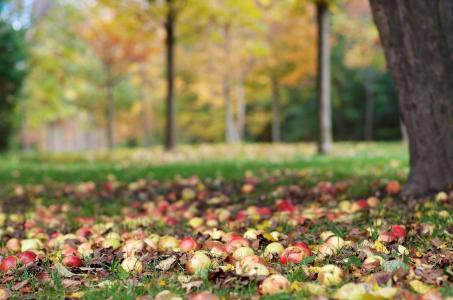 秋天，树，苹果，收获