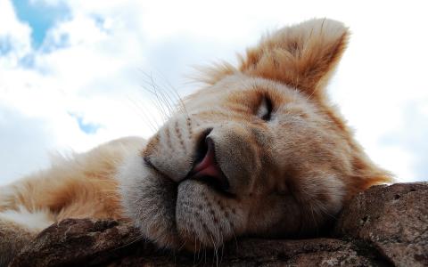 小狮子，睡觉