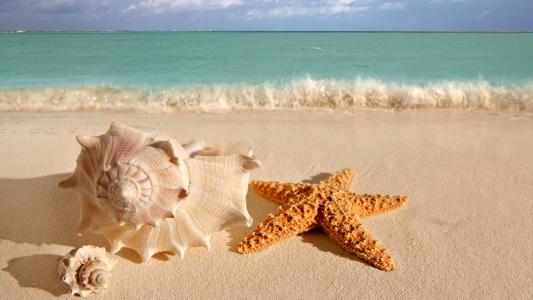 壳，星，海，水