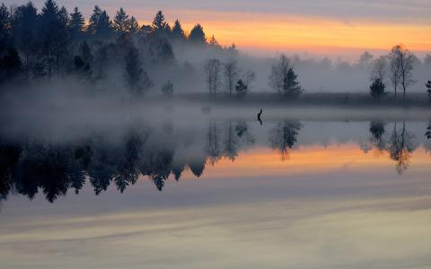 湖，黎明，早晨，池塘，雾，森林，表面