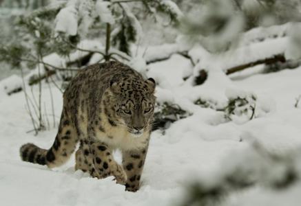 雪豹，豹，雪豹，野猫，冬天，雪