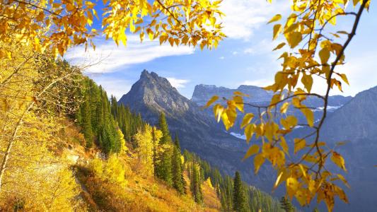 山，斜坡，黄色，叶子，秋天，森林