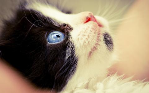 小猫，黑色和白色，蓝色，眼睛，枪口